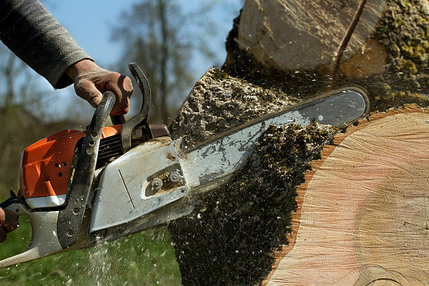 Best Tree Removal for Businesses  in USA